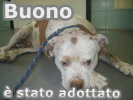 buono adottato