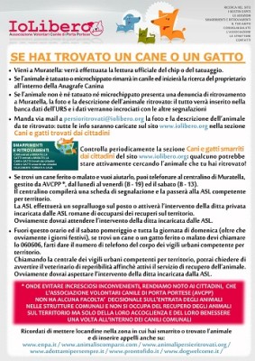 se hai trovato un cane-gatto