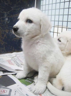 matr. 825.12 meticcio bianco maschio cucciooo entrato 23.5.12 casal lumbroso malagrotta petintime (4)