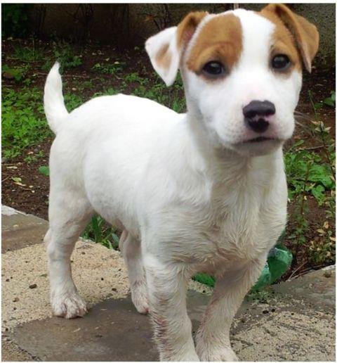 Tornata A Casa 13 12 12 Nina Cane Jack Russel Femmina Bianca A Macchie Marrone Eta 11 Mesi lia Piccola Peso Circa 8kg Iolibero