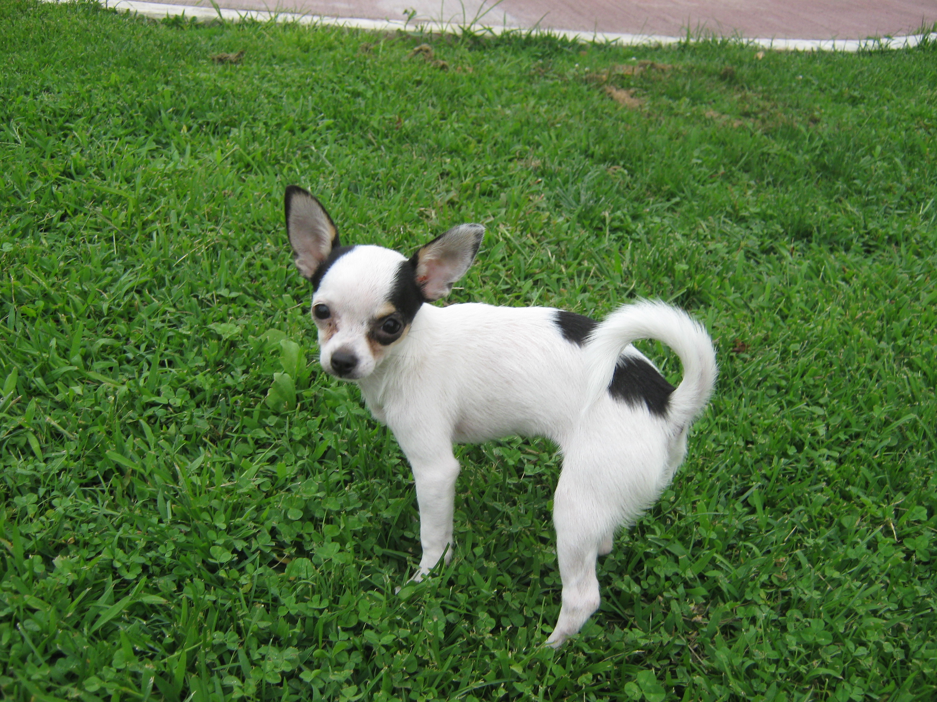 Ritrovata 08 05 13 Urgente Pucca Cane Chihuahua Femmina Manto Bianco A Macchie Nere Zona Acilia Via Padre Paolo Meroni Fronte Centro Sportivo Kristal Rm Iolibero