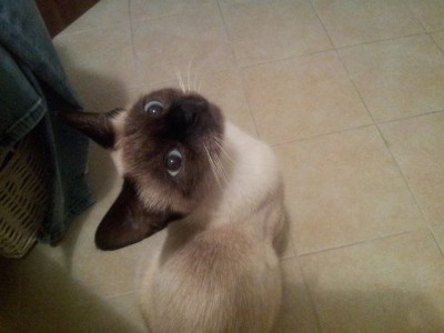 siamese