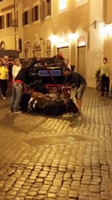 20140927_79538_cavallo2