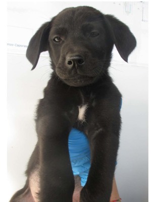 matr. 1785.14 meticcio nero maschio cucciolo entrato il 21.11.14 da ABBANDONATO IN CANILE