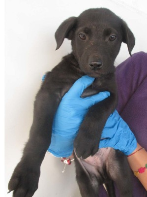matr. 1786.14 meticcio nero femmina cucciolo entrato il 21.11.14 da ABBANDONATO IN CANILE