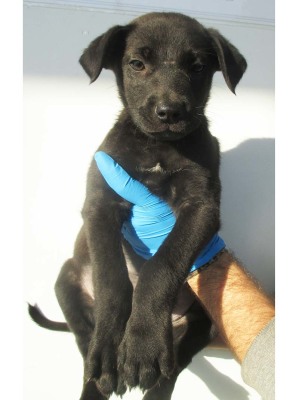 matr. 1787.14 meticcio nero maschio cucciolo entrato il 21.11.14 ABBNDONATO IN CANILE
