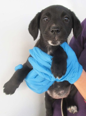 matr. 1788.14 meticcio nero maschio cucciolo entrato il 21.11.14 da ABBANDONATO IN CANILE