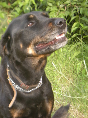 lola 27.6.2013 011