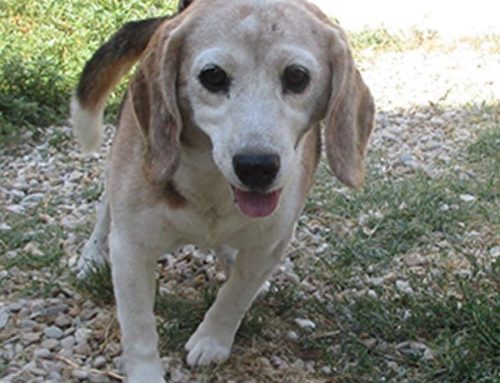TORNATO A CASA – BOB: Beagle tricolore maschio trovato ad Ostia in Via Pietro Rosa