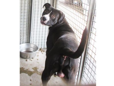 matr. 1566.16 pitbulla nero bianco maschio entrato il 28.8.16 da V. Lemonia op