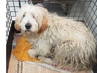 matr-2256-16-der-spinone-bianco-crema-maschio-entrato-il-1-12-16-da-v-galatea-56-op