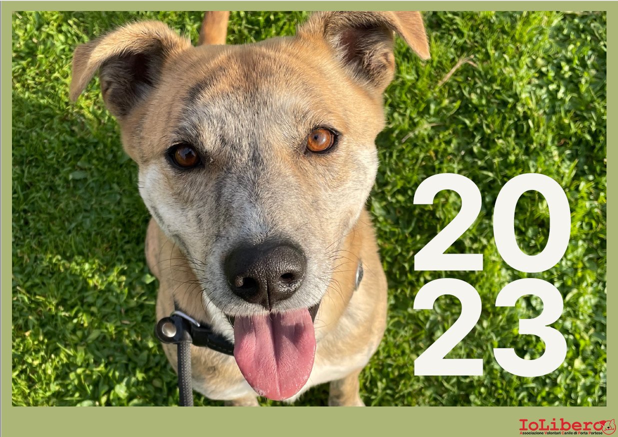 Copertina del calendario AVCPP 2023 dedicato ai cani dei canili di Muratella e Ponte Marconi