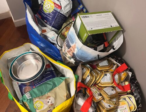Raccolta cibo e Foodstock: la solidarietà di settembre per gli animali